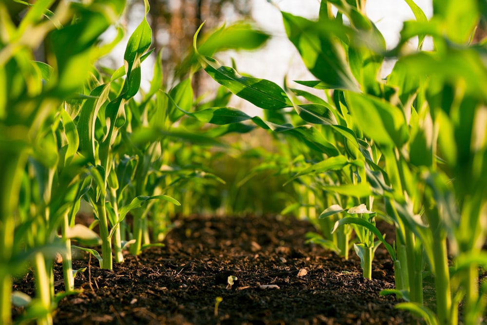 AgriGator Platform